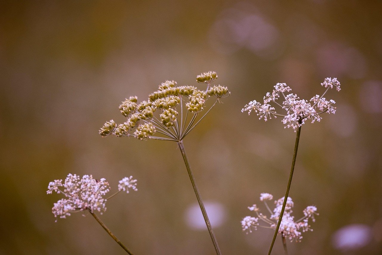Vaartocht: Voorjaarsbloemen in het Ilperveld