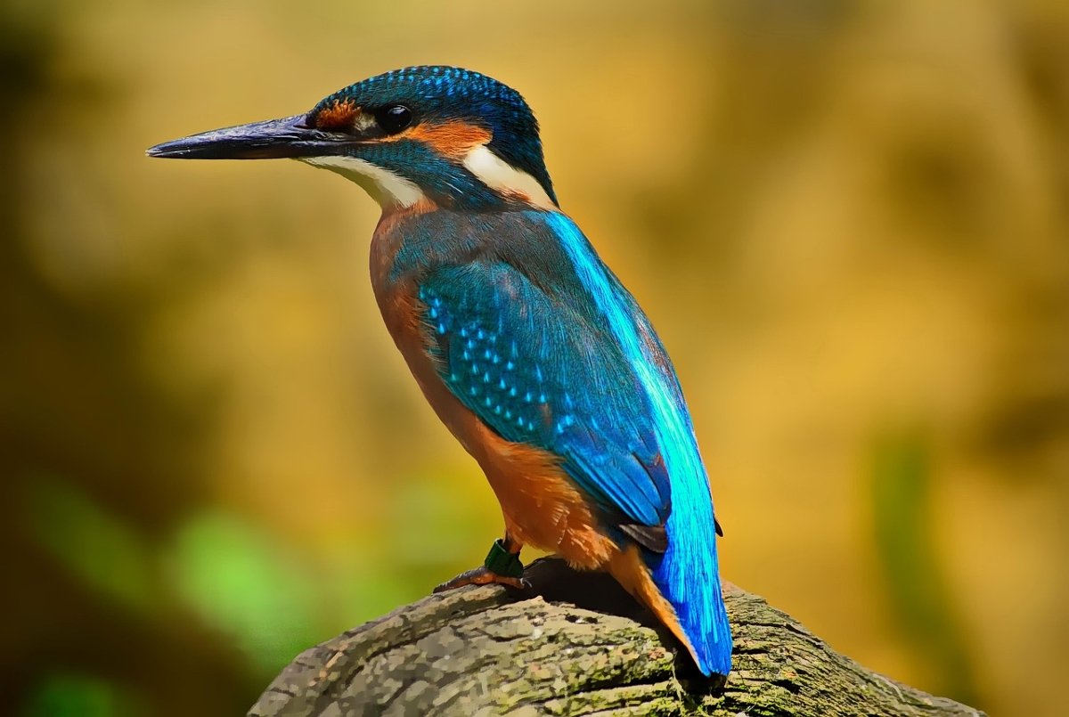 IJsvogellezing door IVN Waterland