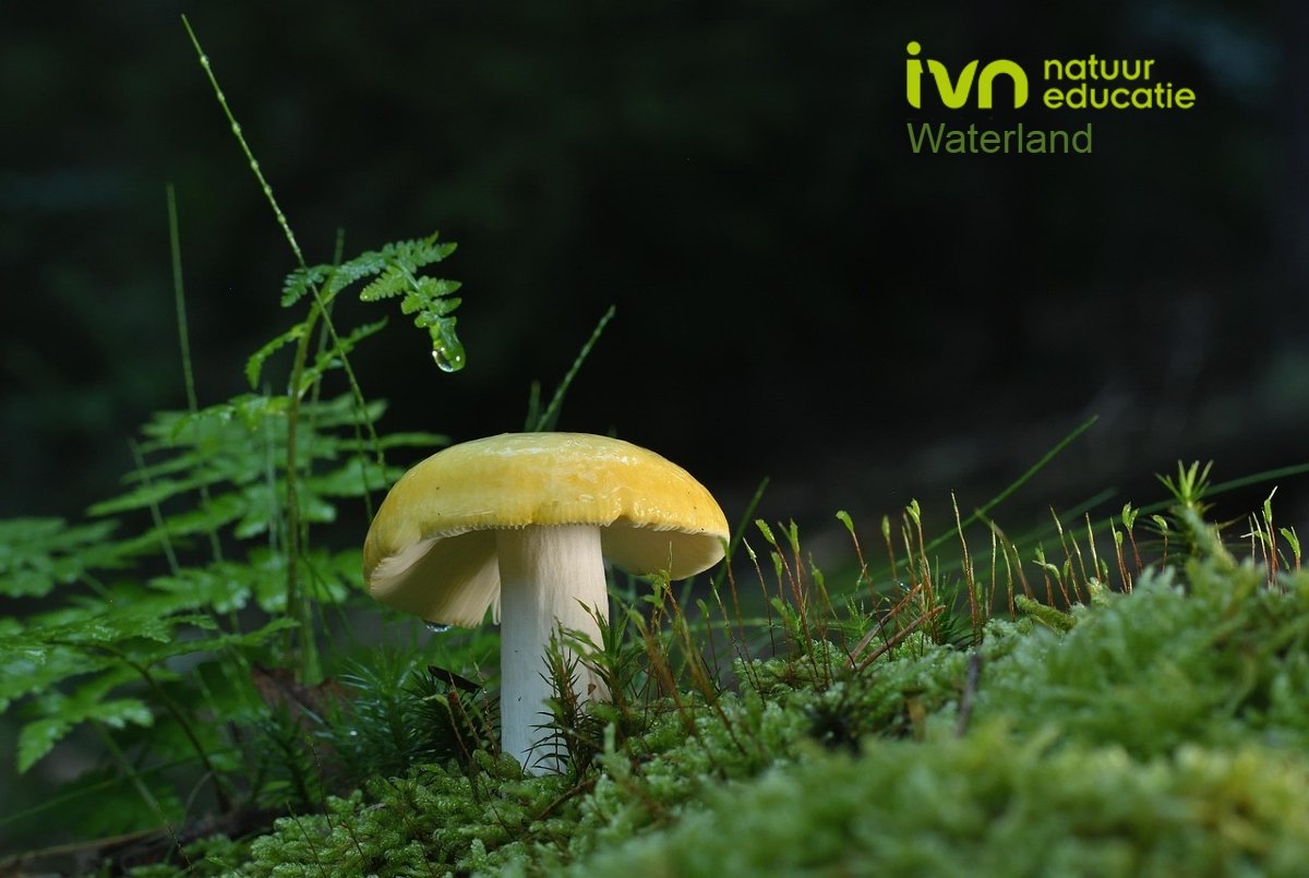 Herfstwandeling in het Purmerbos