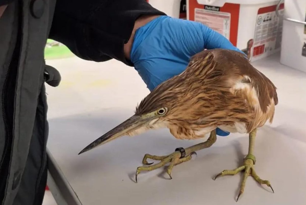 Zeldzame Indische ralreiger gevonden op het Hemmeland