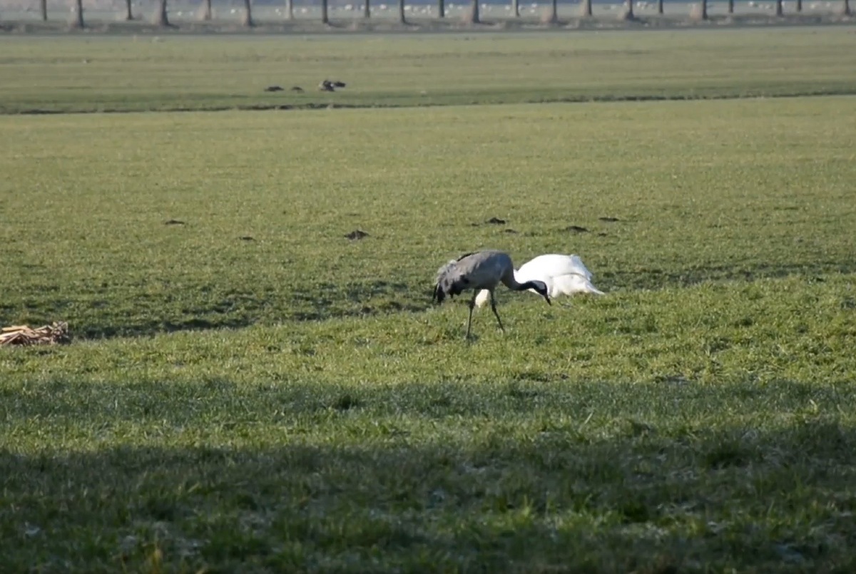 Exotische gast scharrelt tussen de zwanen in de Purmer: 