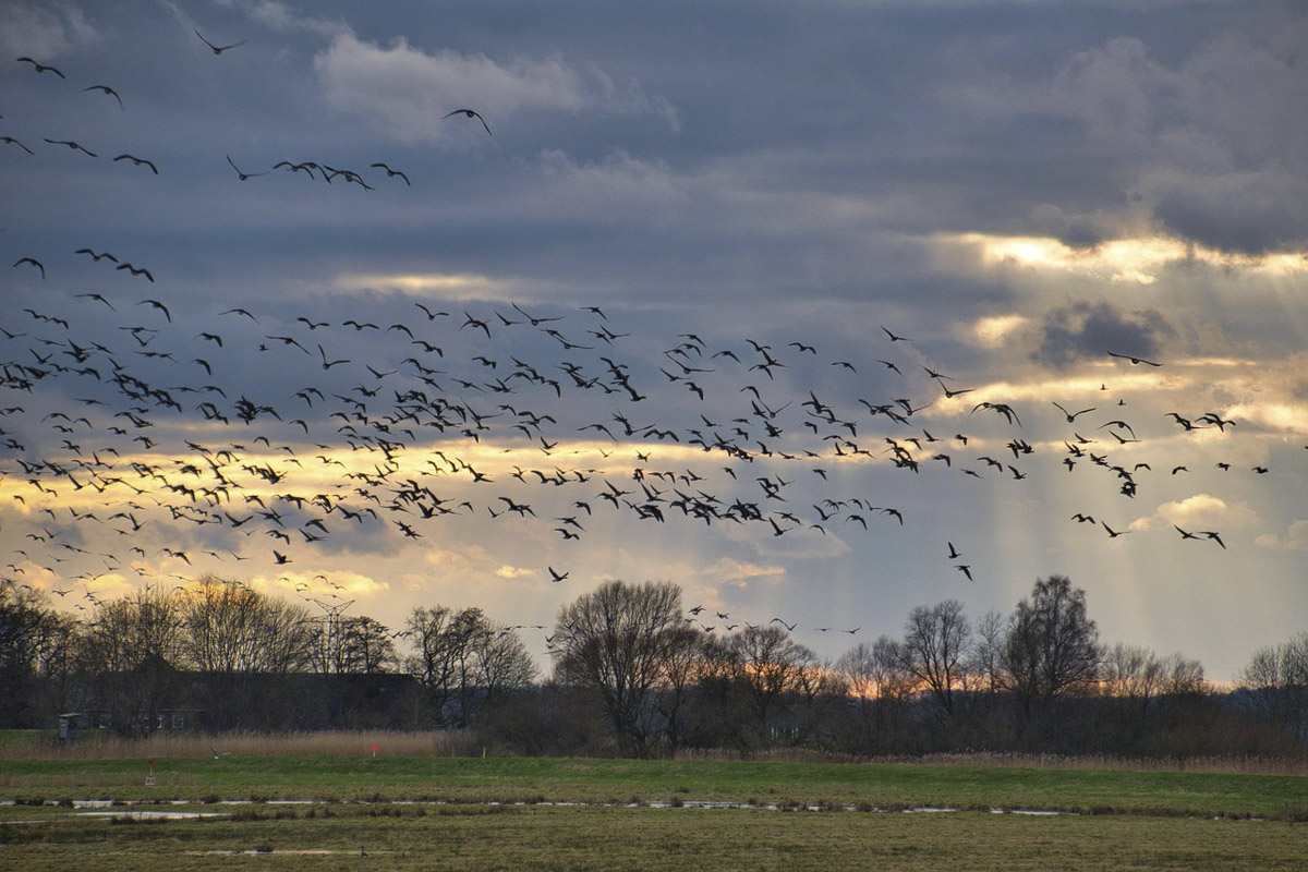 IVN Waterland: De geheimen van de vogeltrek