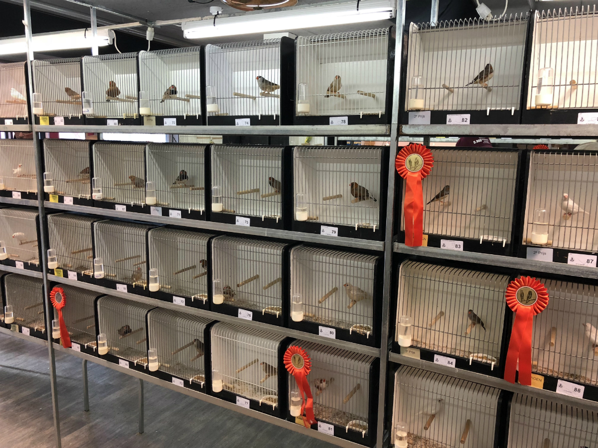 Vogelshow afgelast vanwege vogelgriep
